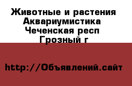 Животные и растения Аквариумистика. Чеченская респ.,Грозный г.